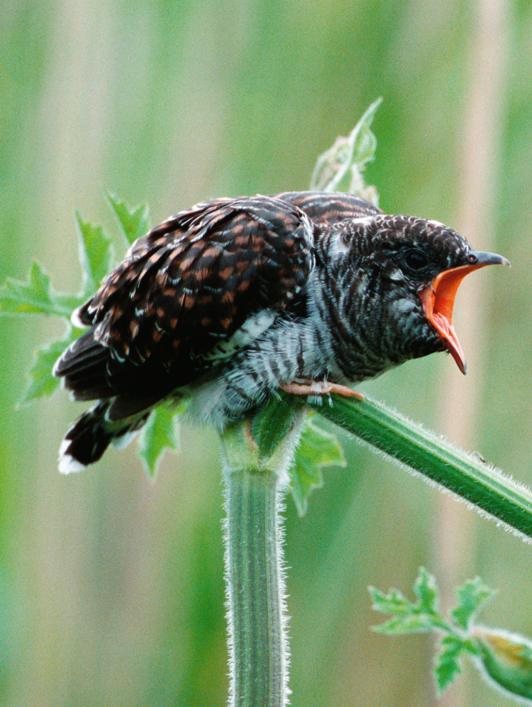 Cuckoos